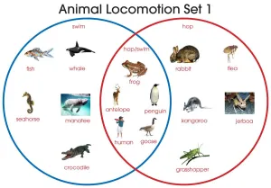 Animal Locomotion