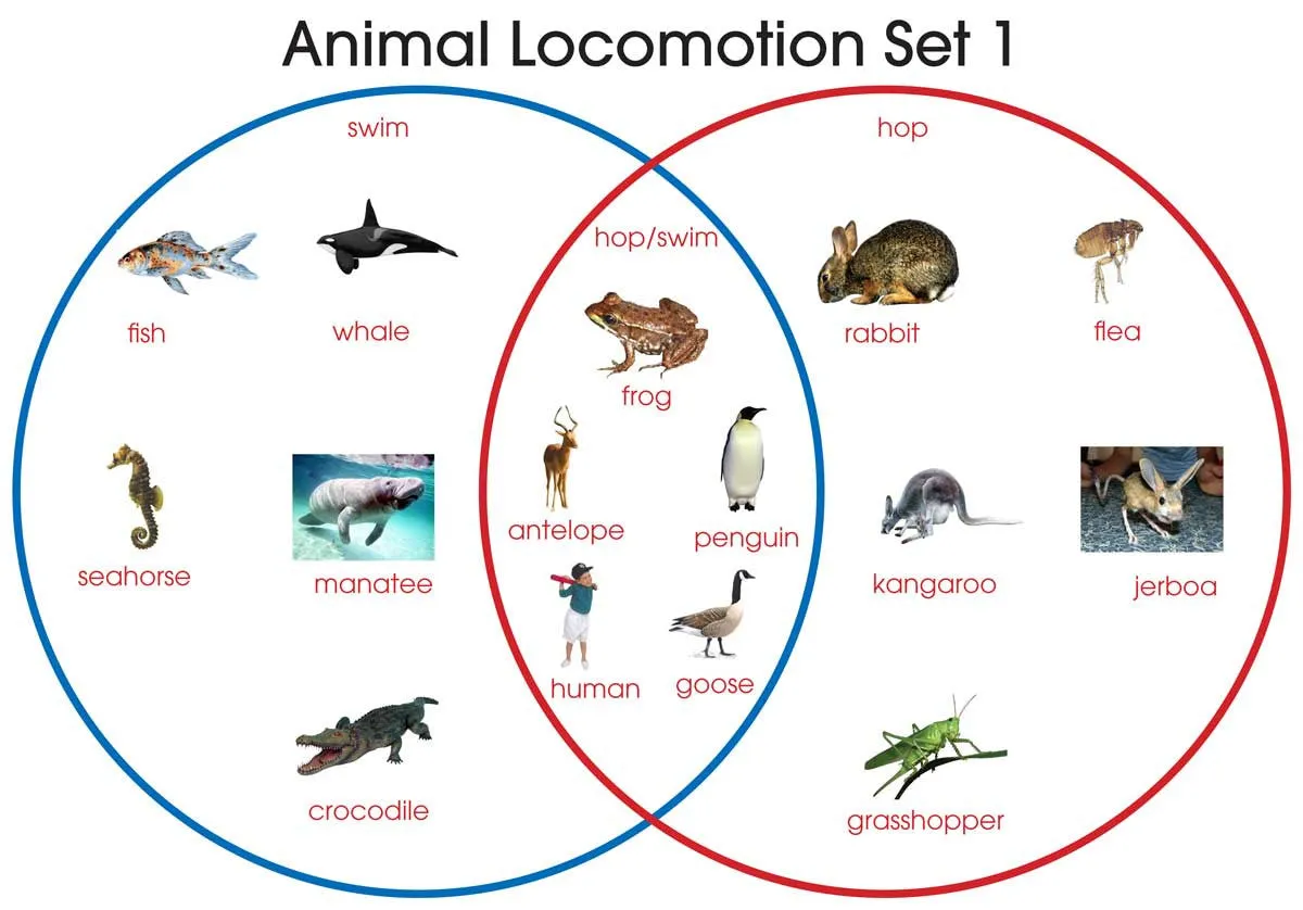 Animal Locomotion