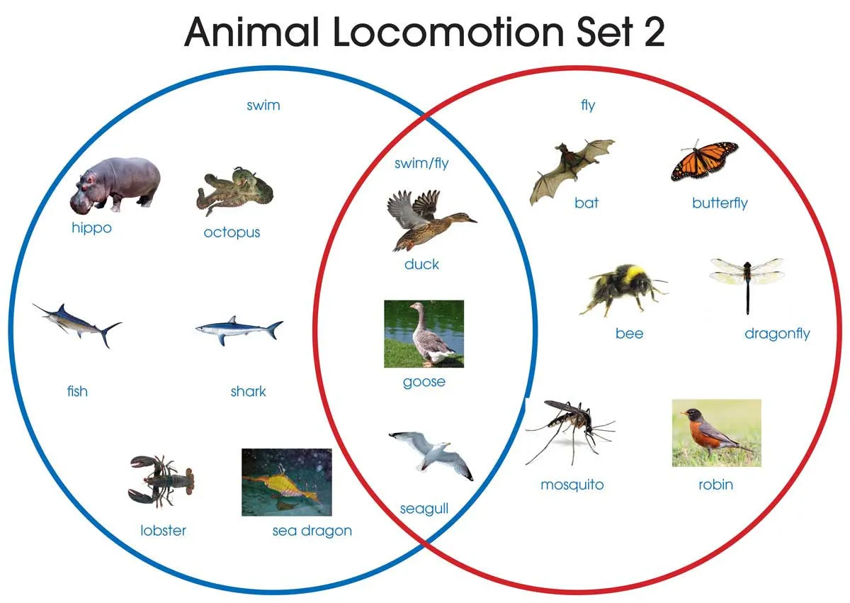 Animal Locomotion