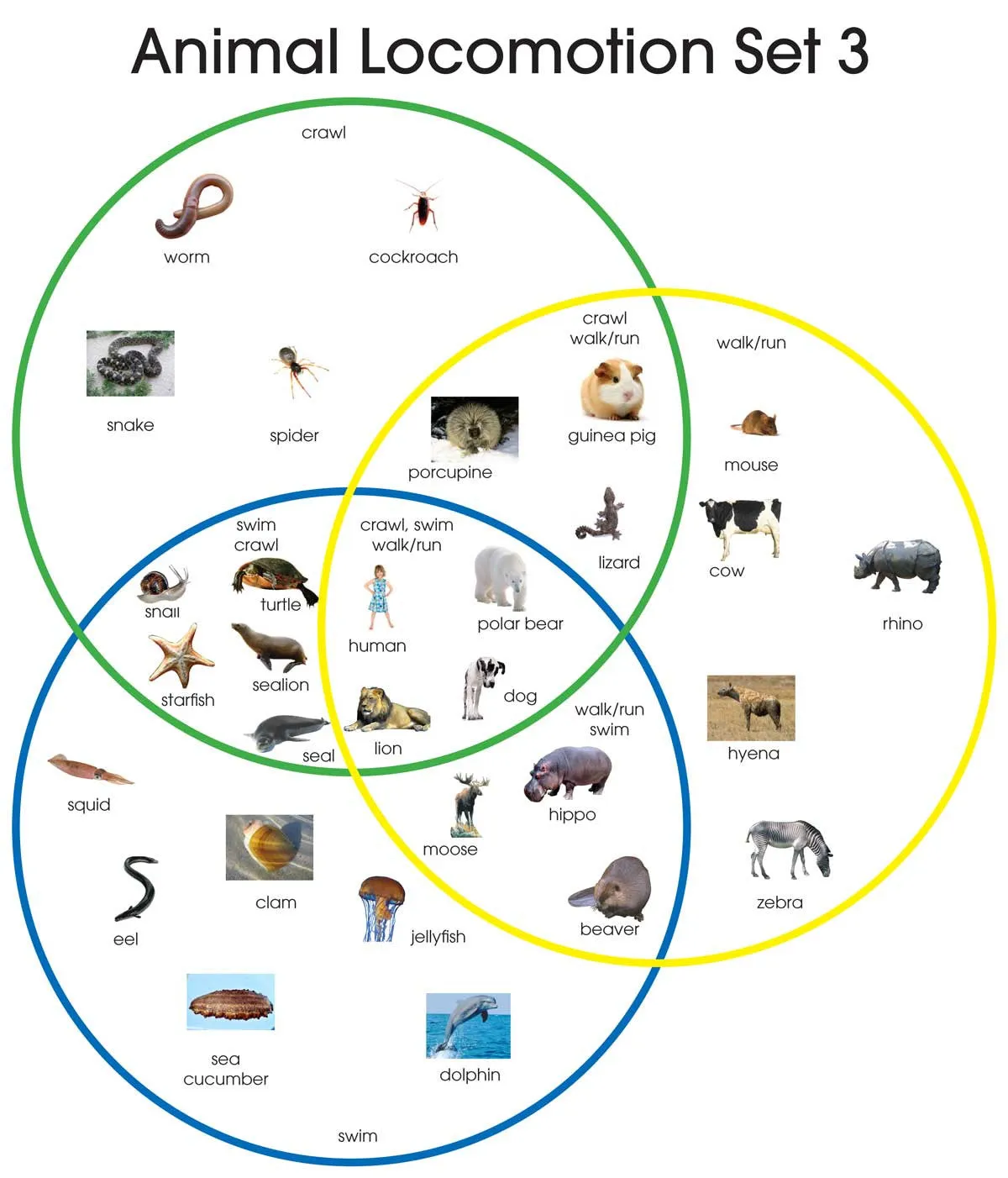 Animal Locomotion