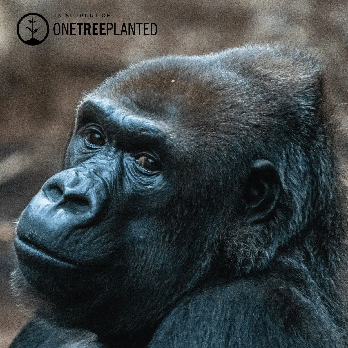 Mountain Gorilla Links | Deluxe Kismet Bracelet | Black x Gunmetal